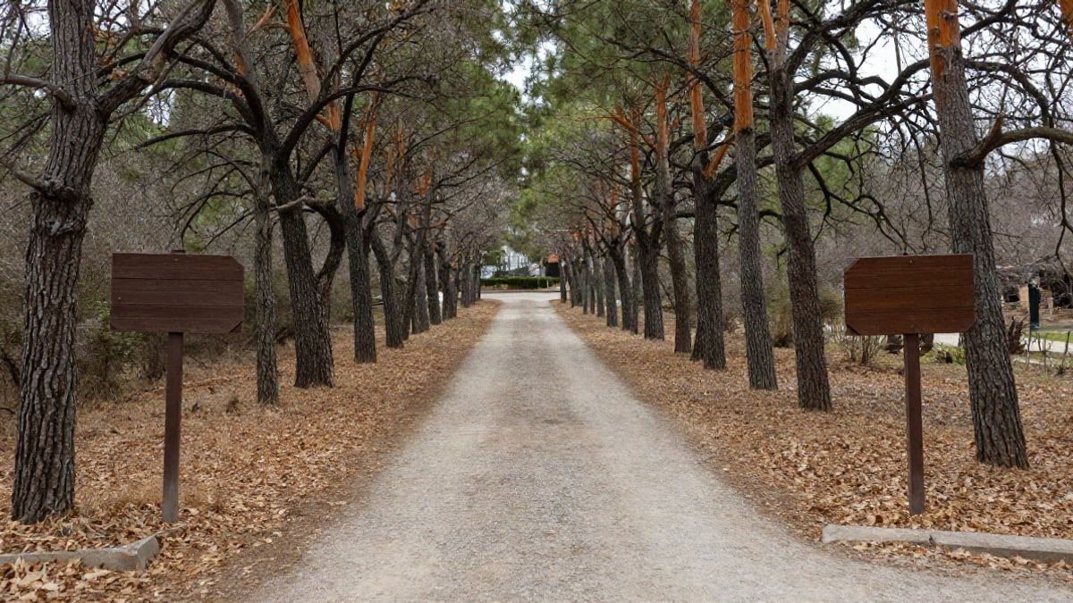 Imagen ilustrativa: sendero forestal de encinas y pinos en otoño, con hojas secas en el suelo y luz de día nublada